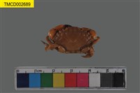 藏品(肉球皺蟹)的圖片